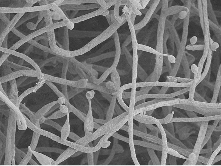 Ophiocordyceps mosingtoensis